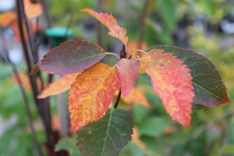 Amelanchier laevis 'R J Hilton'-7540