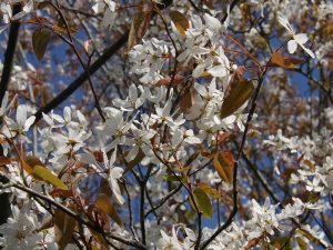 Amelanchier laevis 'Snowflakes'-0