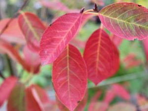 Amelanchier lamarckii-0
