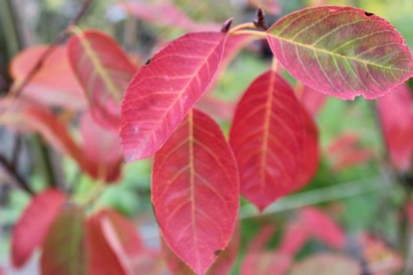 Amelanchier lamarckii-0