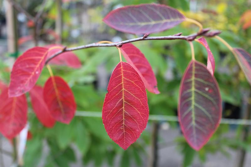 Amelanchier lamarckii-7542