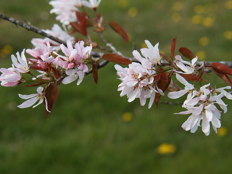 Amelanchier laevis 'R J Hilton'-0