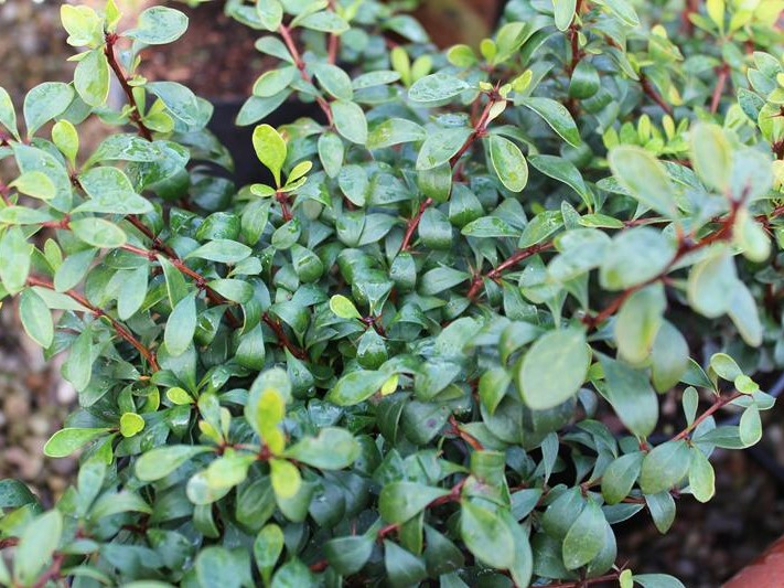 Berberis buxifolia 'Nana'-0