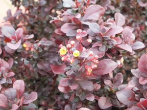 Berberis thunbergii 'Concorde'-0