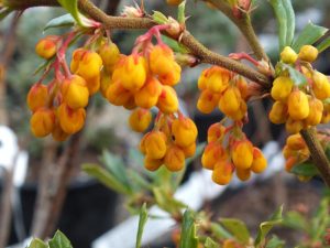Berberis x stenophylla 'Etna'-0