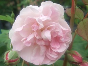 Rosa 'Blush Noisette'-0