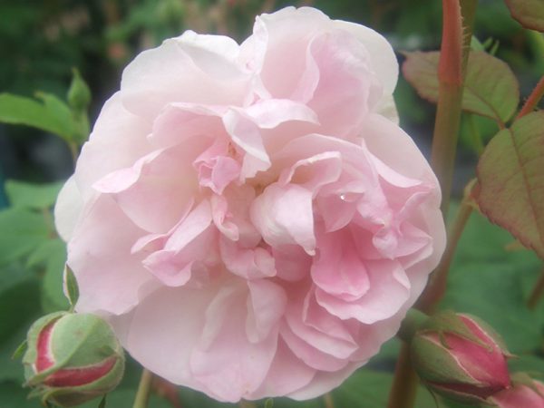 Rosa 'Blush Noisette'-0