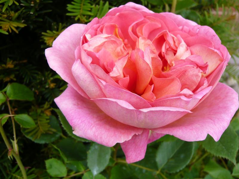 Rosa 'Boscobel' ® (Auscousin)-6553