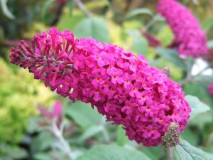 Buddleja 'Miss Ruby'-0
