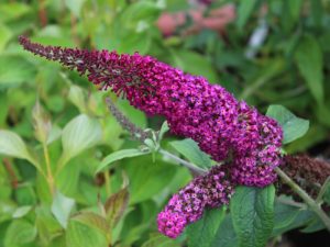Buddleja Sugar Plum 'Lonplum'-0