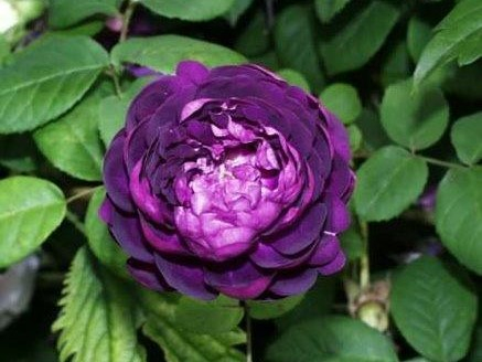 Rosa 'Cardinal de Richelieu'-0
