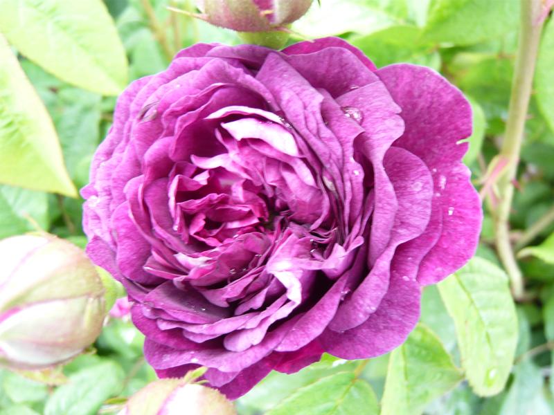 Rosa 'Cardinal de Richelieu'-0