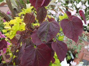 Cercis canadensis 'Forest Pansy'-0