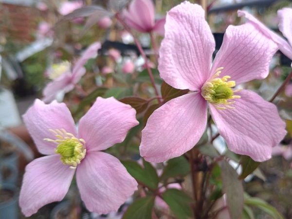 Clematis montana 'Elizabeth'-0