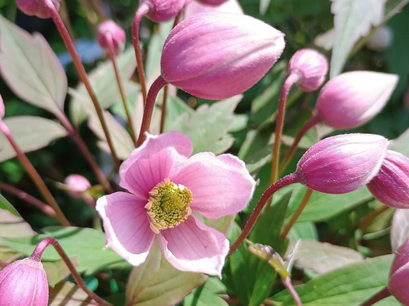 Clematis montana 'Elizabeth'-24201