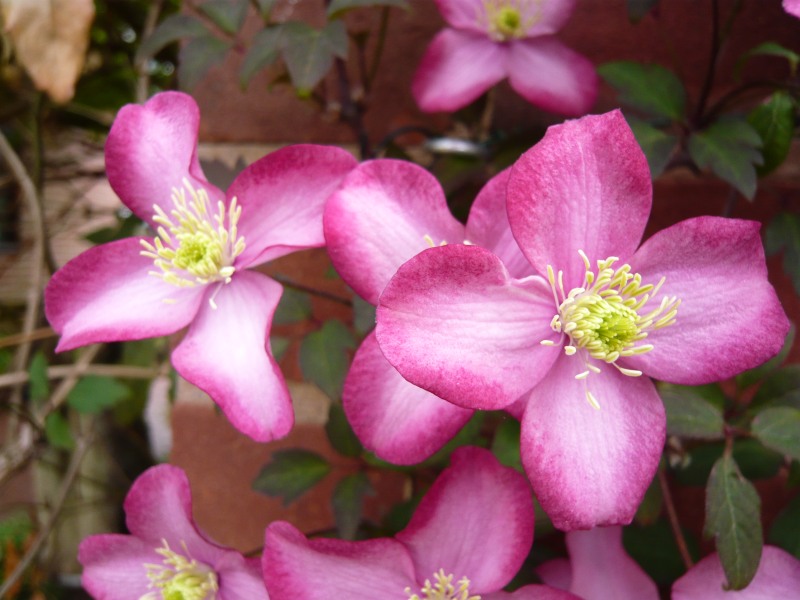 Clematis 'Freda'-7370