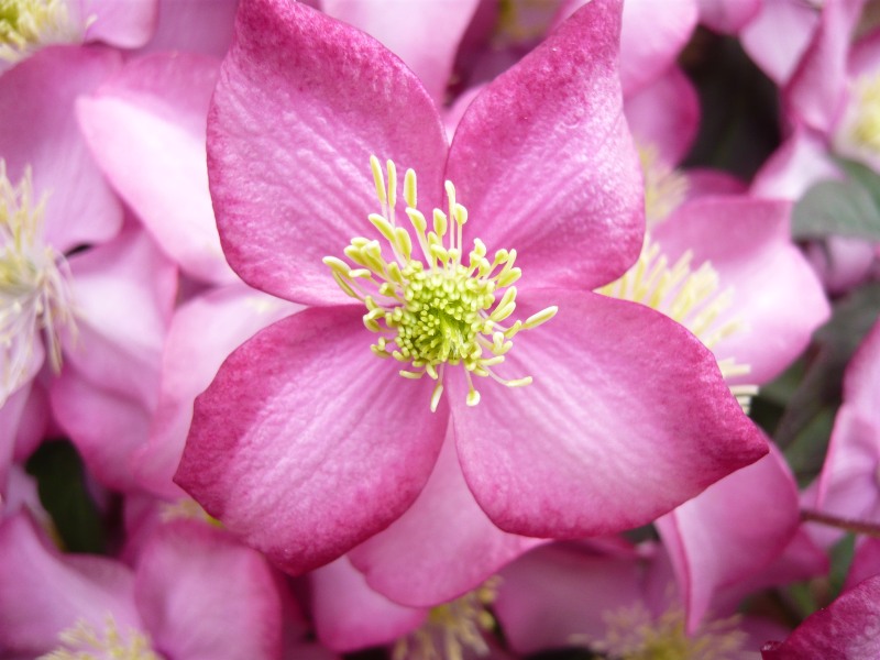 Clematis 'Freda'-0