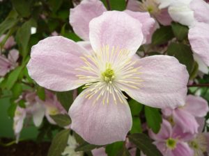 Clematis montana 'Mayleen'-0