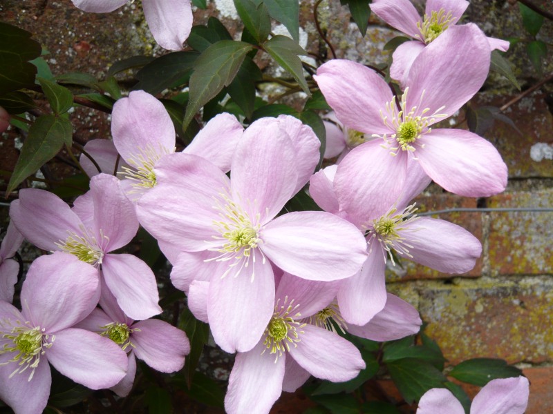 Clematis montana 'Elizabeth'-0