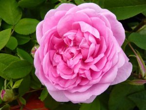 Rosa 'Comte de Chambord'-0