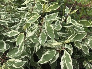 Cornus alba 'Ivory Halo'-0