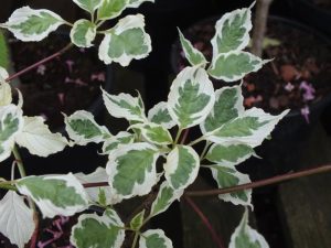 Cornus alternifolia 'Argentea'-0
