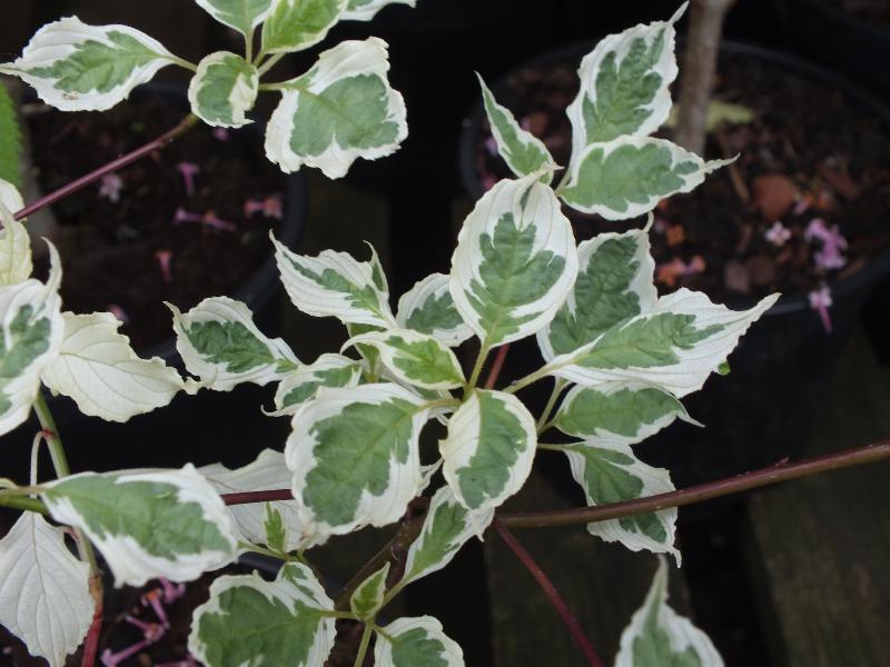 Cornus alternifolia 'Argentea'-0