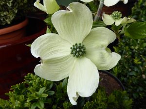 Cornus florida 'Cherokee Princess'-0