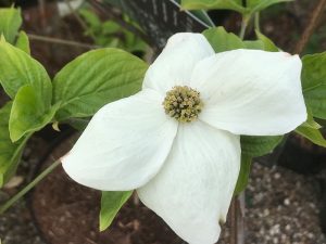 Cornus florida 'Eddie's White Wonder'-0