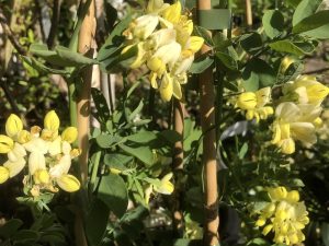 Coronilla valentinna subsp Glauca 'Citrina'-0