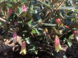 Correa rosea 'Marion's Marvel'-0