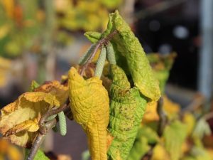 Corylus maxima 'Purpurea'-0