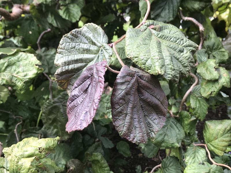 Corylus avellana 'Red Majestic'-15033