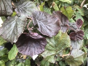 Corylus avellana 'Red Majestic'-0