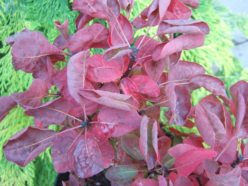 Cotinus cogyggria 'Smokey Joe'-6794