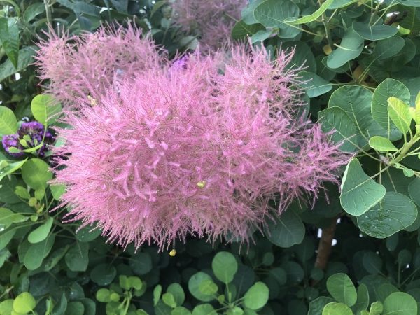 Cotinus cogyggria 'Smokey Joe'-0