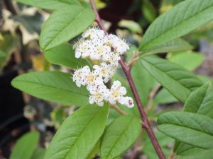 Cotoneaster 'Cornubia'-0
