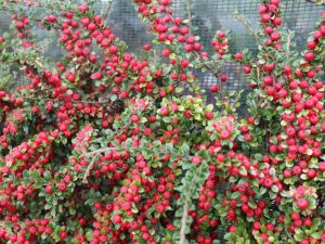 Cotoneaster horizontalis-0