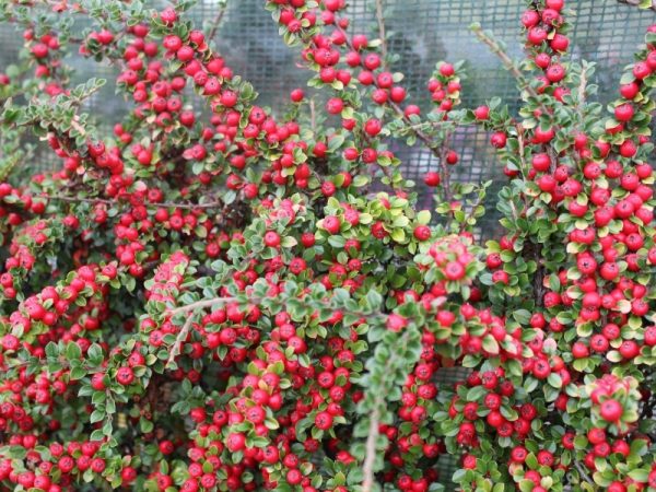 Cotoneaster horizontalis-0