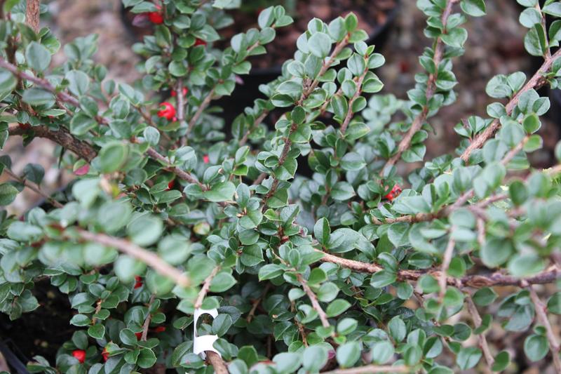 Cotoneaster horizontalis-8388