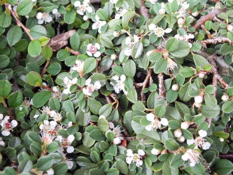 Cotoneaster procumbens 'Streibs Findling'-0