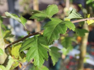 Crataegus laevigata 'Paul's Scarlet'-0