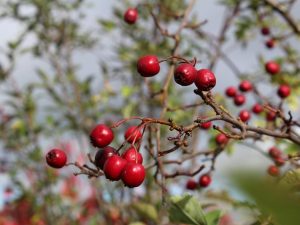 Crataegus laevigata 'Crimson Cloud'-0