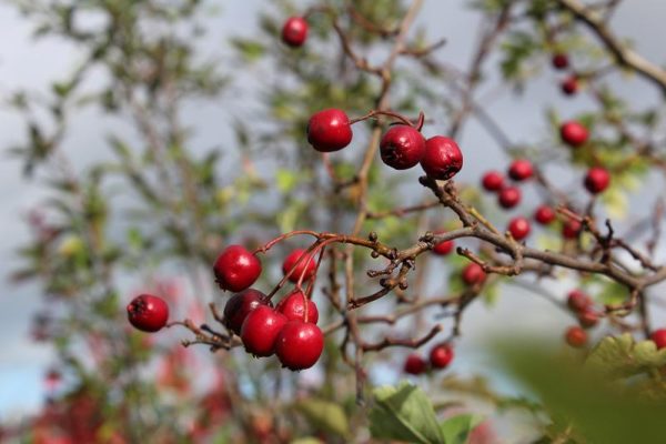Crataegus laevigata 'Crimson Cloud'-0