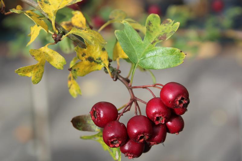 Crataegus laevigata 'Crimson Cloud'-7560
