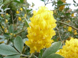 Cytisus battandieri-0