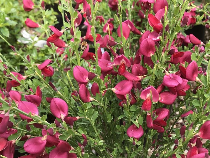 Cytisus 'Boskoop Ruby'-0