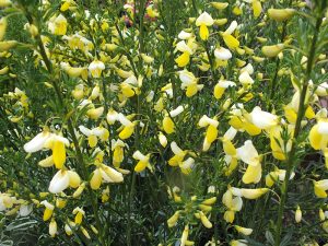 Cytisus 'Golden Cascade'-0
