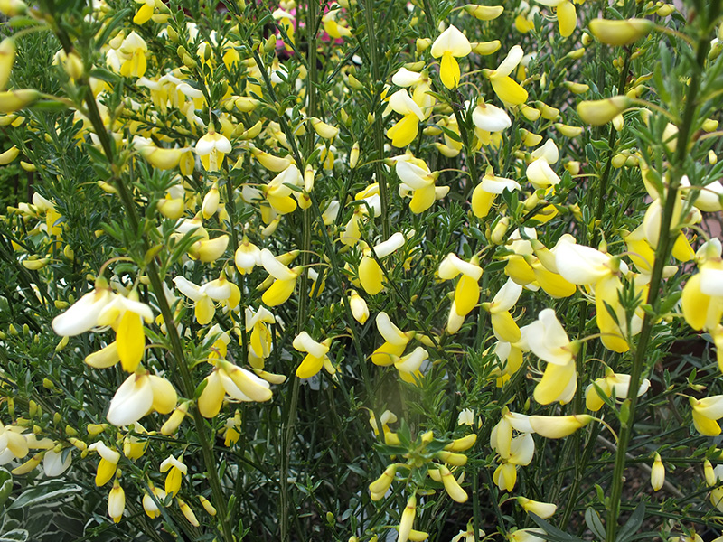 Cytisus 'Golden Cascade'-0