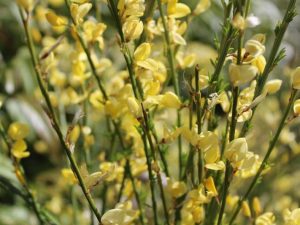 Cytisus x praecox 'Allgold'-0